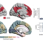 Descifrando el Cerebro: Un Mapa Detallado de la Red de Modo por Defecto